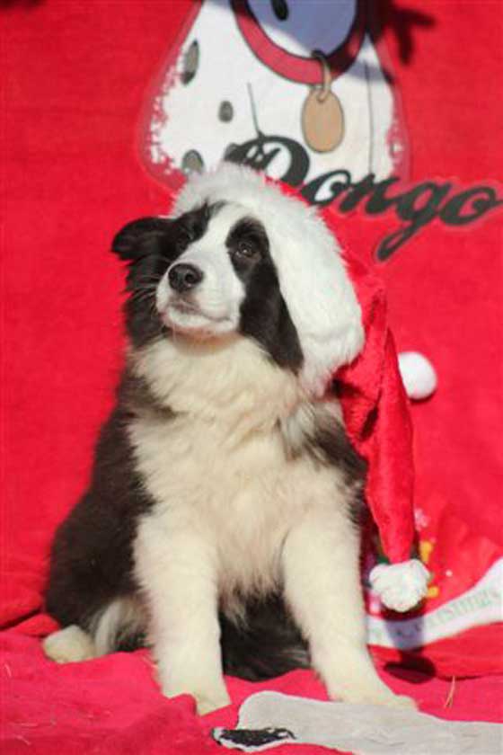 Border collie con Barbone