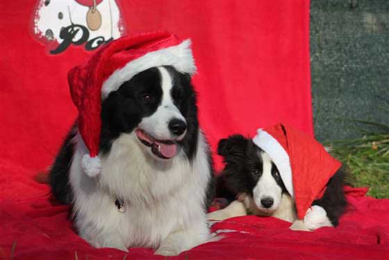 Border collie con Barbone