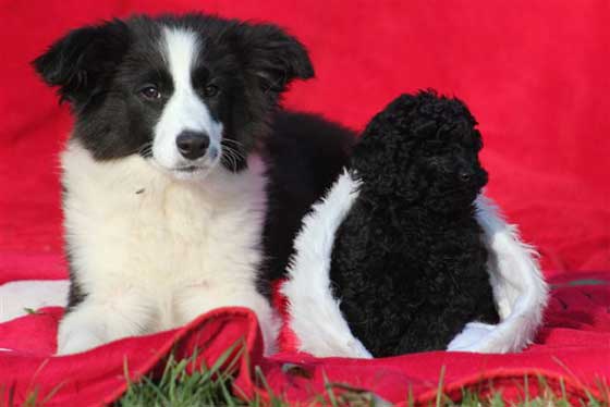 Border collie con Barbone